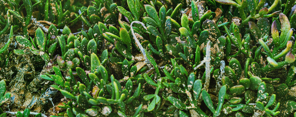 Bright green background with green plants close-up. Natural banner with Carpobrotus leaf texture. Soft focus