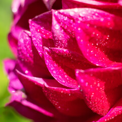 Plenty red petals with water droplets shining on bright sunlbeams. Square format of macrophotography.