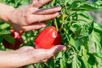 Agriculturist hands gathering and picking red ripe bell peppers from bush with green leaves on vegetable bed on sunny day. Organic eco veggies cultivation and harvesting in garden.
