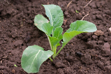 Young cabbage plant with green leaves is planted in vegetable bed in garden. Ciltivation and harvesting cabbages