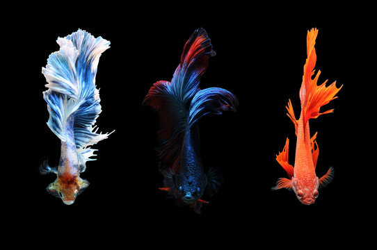 Overhead view of three betta fish swimming side by side against a black background, Indonesia
