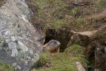 a marmot to his cave in the mountains at a spring morning after hibernation