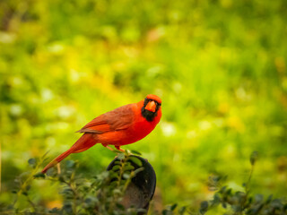 Bright red, male Northern Cardinal perched in grassy yard, looking at camera
