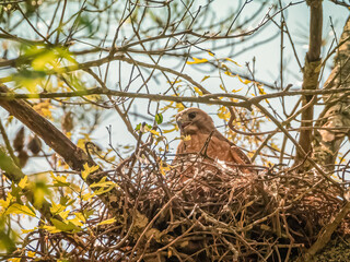 Low-angle view of female red-shouldered hawk in nest among branches, calling out to mate 