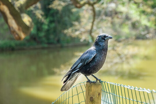 A Crow On A Fence In The Parc Des Buttes Chaumont, Paris, France.