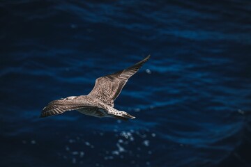 Closeup of a beautiful gull flying over the sea on a sunny day