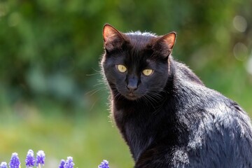 Kleiner schwarzer Kater mit hellgelben Augen im Portrait