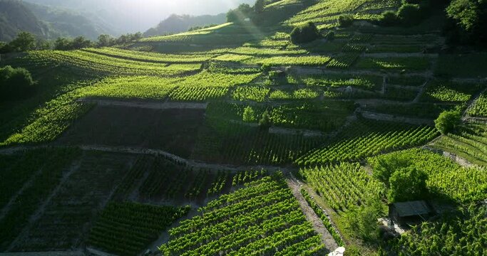 Aerial view of Swiss terraced vineyards