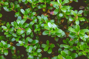 Picture of shimshir (Latin: Buxus) tree leaves