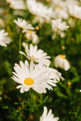 White daisies grouped on a single scrub