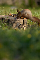 Obraz premium squirrel sits on the ground and eats nuts