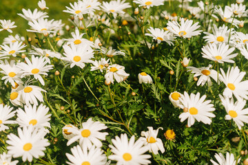 White daisies grouped on a single scrub