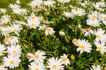 Fototapeta premium White daisies grouped on a single scrub