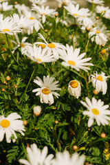 Fototapeta premium White daisies grouped on a single scrub