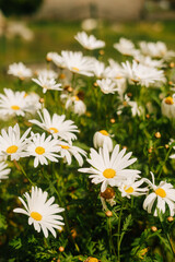 White daisies grouped on a single scrub