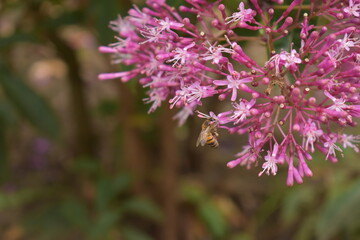 bee between a pink flower with long pistils, looking for pollen, the flower falls and she is caught looking up.