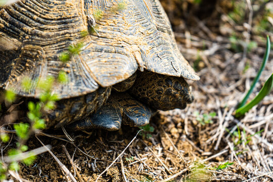 Close-up of a Hermann's tortoise (Testudo hermanni) in a garden