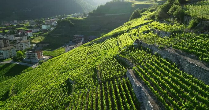 Aerial view of Swiss terraced vineyards