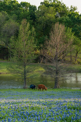 Bluebonnets, Trees, and Cows