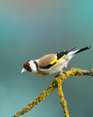 Bird Goldfinch Carduelis carduelis , small amazing bird, winter time in Poland Europe