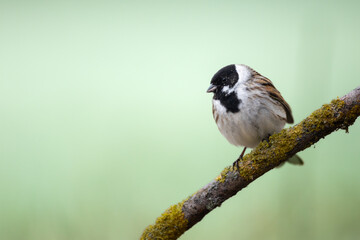 Bird male Reed Bunting Emberiza schoeniclus, spring time, Poland Europe