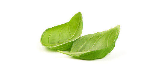 Green Basil Leaves Fresh Spice, closeup, isolated on a white background.