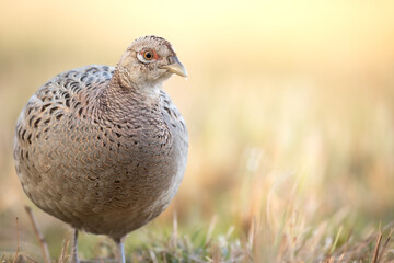 Common pheasant Phasianus colchius Ring-necked pheasant in natural habitat, grassland in early spring