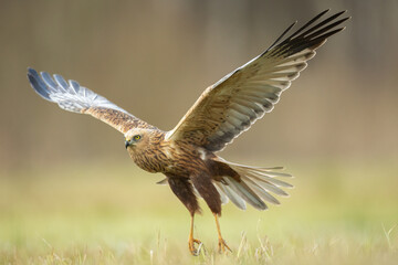 Obraz na płótnie Canvas Flying Birds of prey Marsh harrier Circus aeruginosus, hunting time Poland Europe
