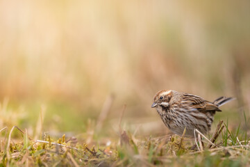 Bird female Reed Bunting Emberiza schoeniclus, spring time, Poland Europe