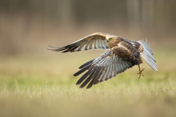 Flying Birds of prey Marsh harrier Circus aeruginosus, hunting time Poland Europe