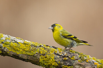 Bird Siskin Carduelis spinus male, small yellow bird, spring time in Poland Europe