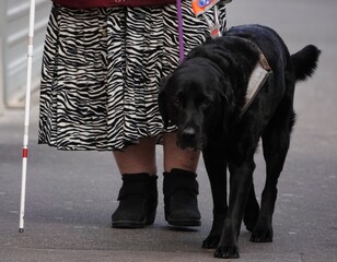 Un chien guide marche avec son maitre mal voyant, labrador noir chien guide de mal voyant