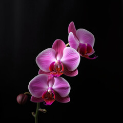 Fototapeta na wymiar flowers orchid