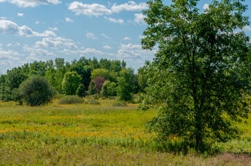 Obraz premium Prairie Planting At UWGB Cofrin Memorial Arboretum, Green Bay, Wisconsin