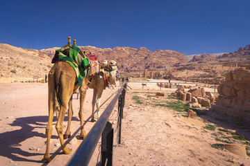 Petra w Jordanii. Stojące wielbłądy na tle pustynnych gór i błękitnego, bezchmurnego nieba.