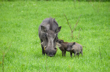 A warthog with her babies in a nature reserve in Zimbabwe.