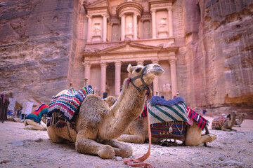 Petra w Jordanii. Odpoczywające wielbłądy przy ruinach starożytnego miasta.