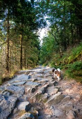 View of a beautiful dog walking on a rocky road in a forest with green trees