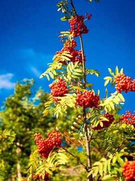 Closeup of a beautiful Rowan tree growing in a forest on a sunny day