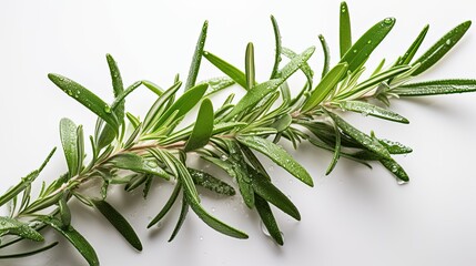 Fresh tarragon with water drops on white background. Close up