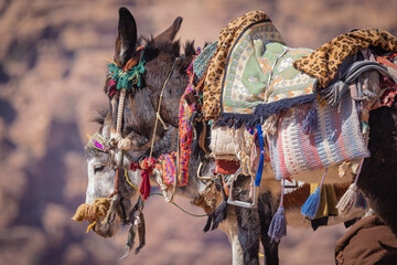 Petra w Jordanii. Zbliżenie na osły na tle pustynnych gór. - obrazy, fototapety, plakaty