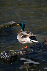 Riserva Capo Peloro- Ganzirri Messina