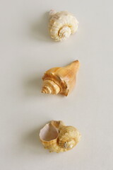 Seashells set on beige background top view. poster. Neutral colors .