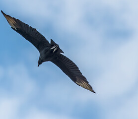 A view of a Black vulture high above the Tortuguero River in Costa Rica during the dry season