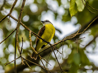 A view of a Grey capped flycatcher beside the Tortuguero River in Costa Rica during the dry season