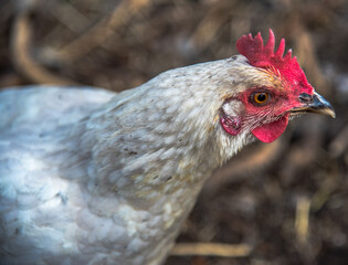 Julie's Nursery With Chickens and Plants