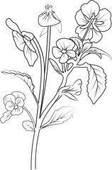 Beautiful pansy flower with leaves line art plant branch vector botanical illustration coloring books and page for children and adults, vintage pansy drawing, outline pansy flower drawing,         