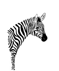 Zebra ink hand drawing isolated on white background 