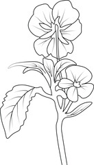 pansy line art, floral vector illustration, vintage engraved style flowers with pansies isolated on white background, and hand-drawn botanical flowers. flower vector, pansy outline.
