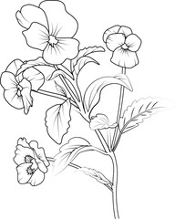 Fototapeta premium african violet flower, Flowers branch of pansy flower Hand drawing vector illustration Vintage design elements bouquet floral natural collection 
